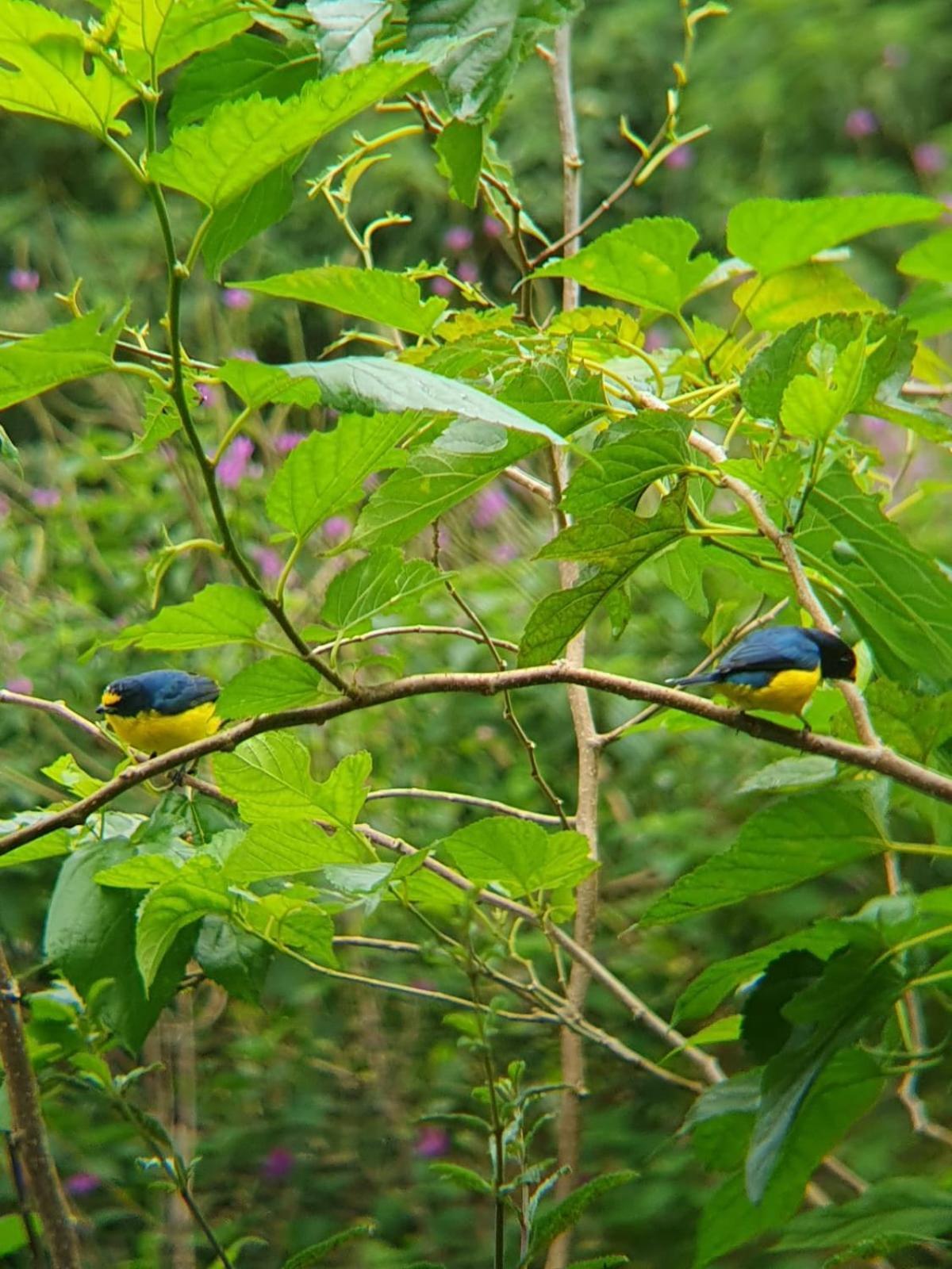 El Chaguite Monteverde Esterno foto