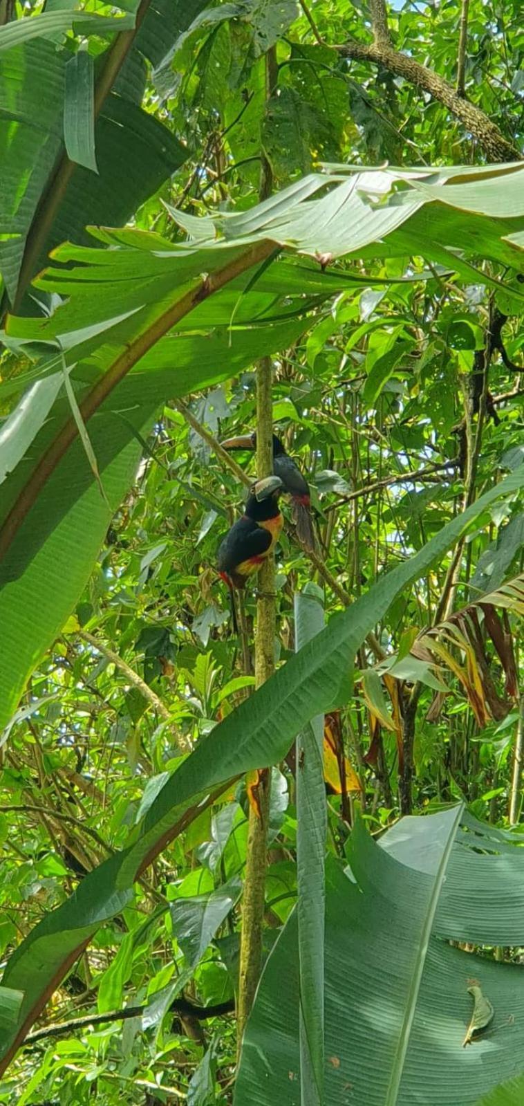 El Chaguite Monteverde Esterno foto